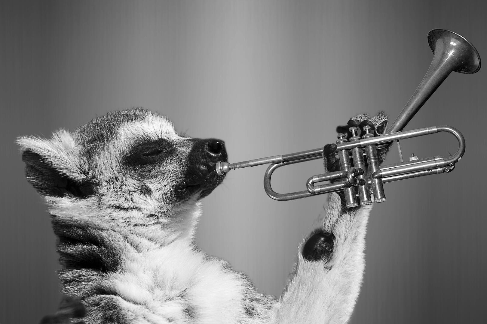 lemur-g0ca7a5019_1920