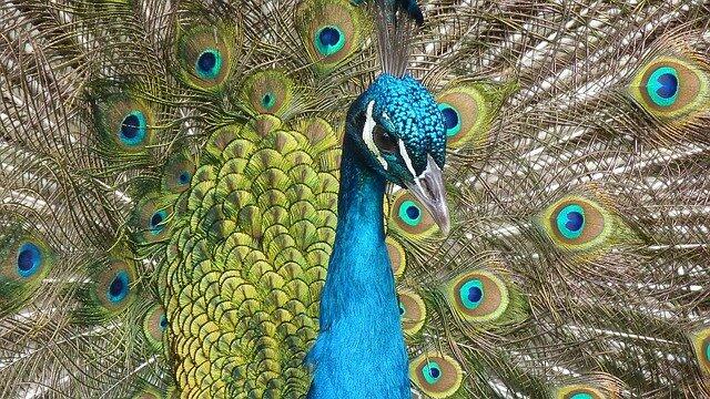peacock
