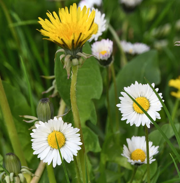 plantes medicinales