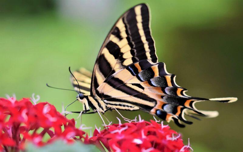 ralphs_fotos-swallowtail-butterfly©Ralph de Pixabay