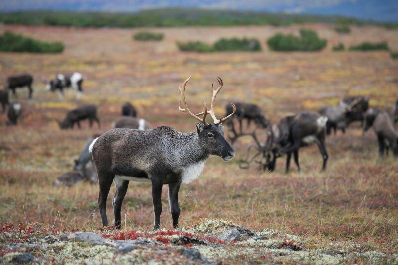 reindeer