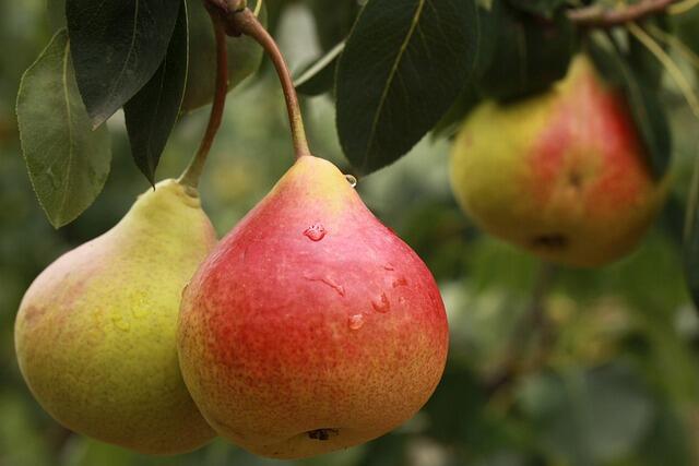 rkrl001-pear-2297977_640