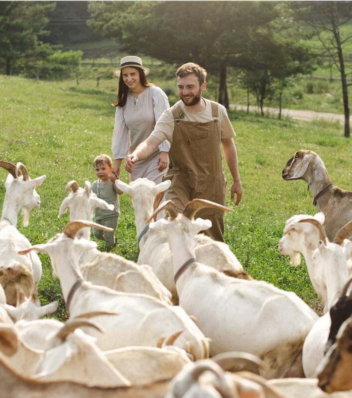 transhumance florimont