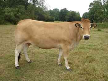 vache-parthenaise