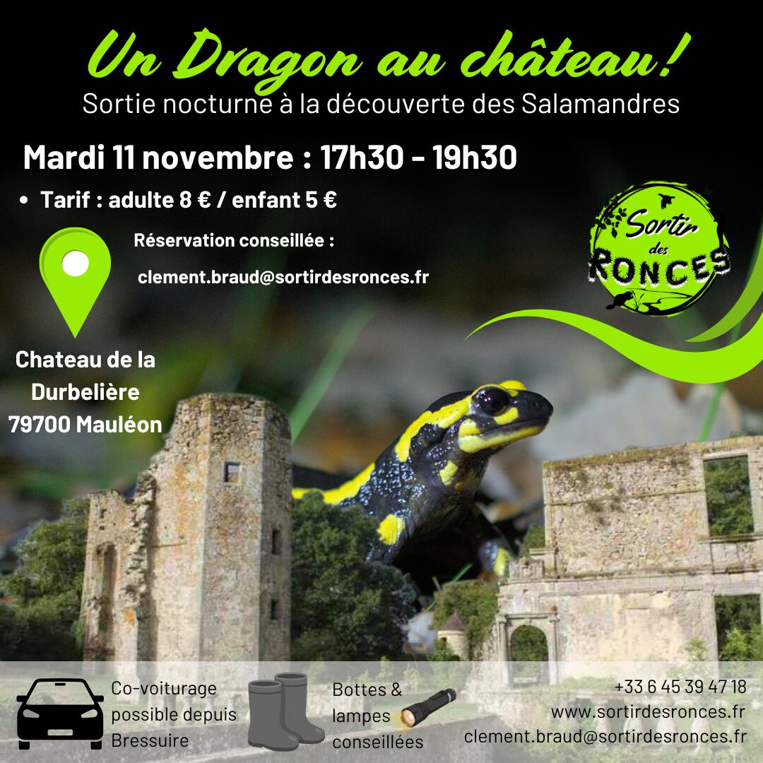 251111-salamandres-la-durbelière