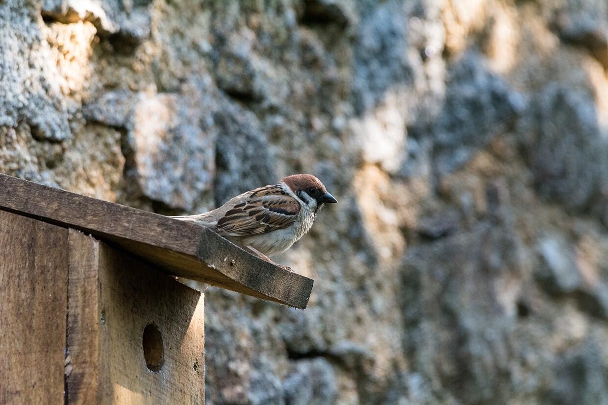 310703-Moineau friquet ©Christophe Ingrand