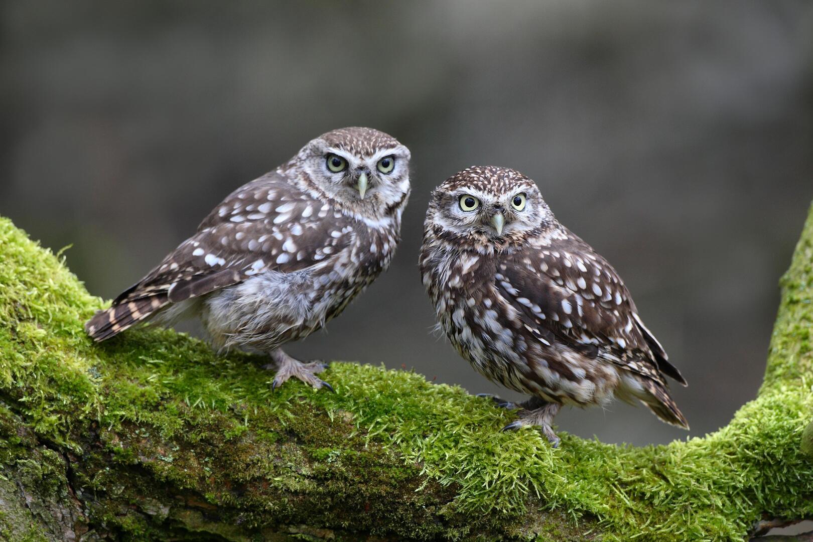 Biosphoto_pournuitChouette