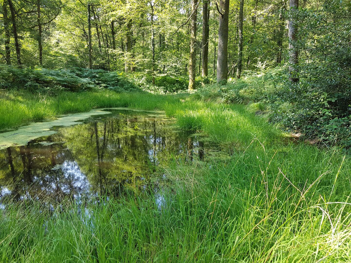 Bois Landry étang