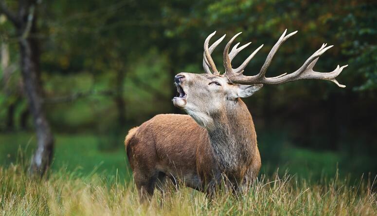 Brame du cerf amis de la foret