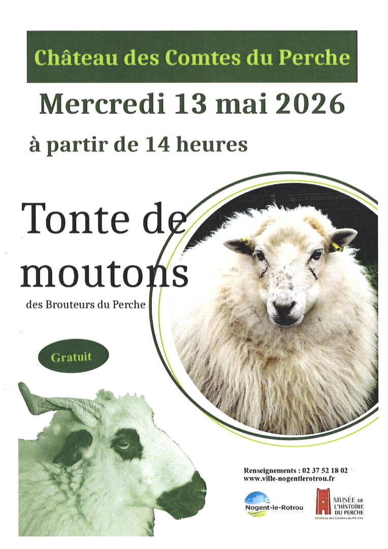 Tonte de mouton