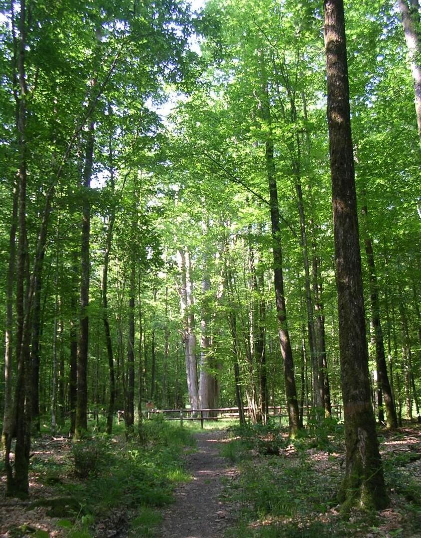 Forêt domaniale de Senocnhes