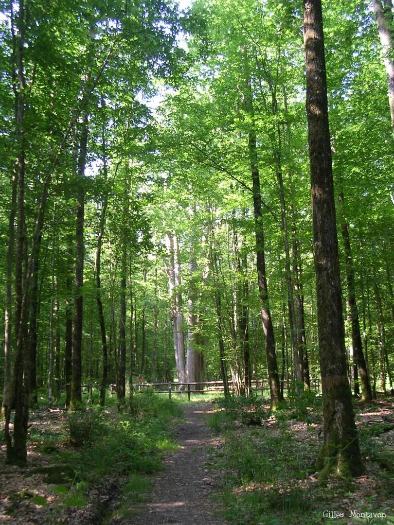 Forêt de Senonches, vallée de l'Eure