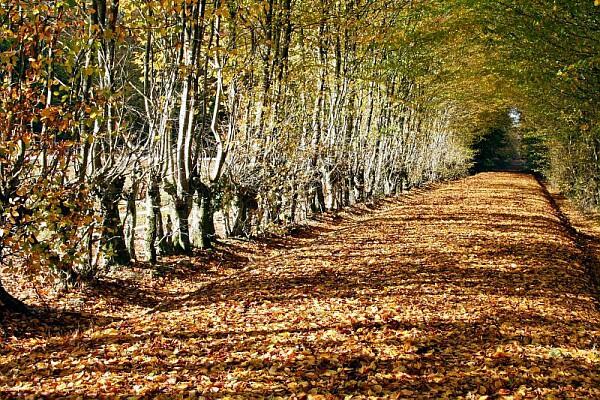 Forêt de Senonches, étangs et fôret