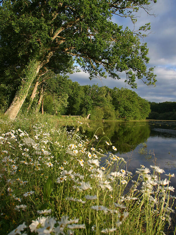 Forêt domaniale de Senonches - Le bois de la Saucelle