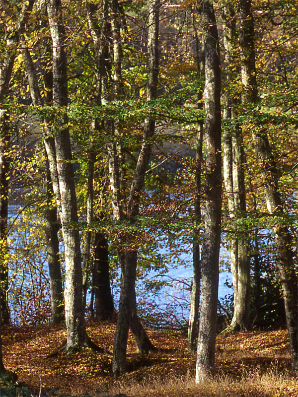 Forêt domaniale de Senonches - Les ronds de la forêt - Senonches