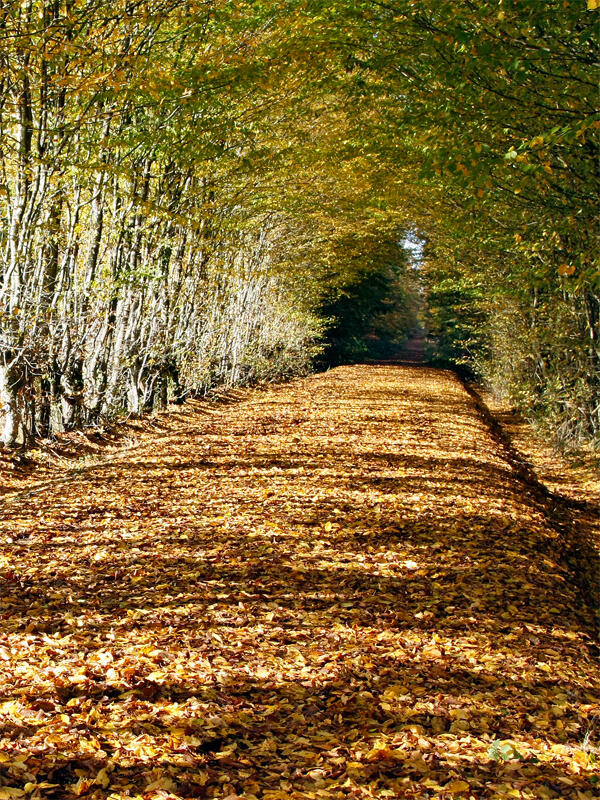 Forêt domaniale de Senonches - Senonches