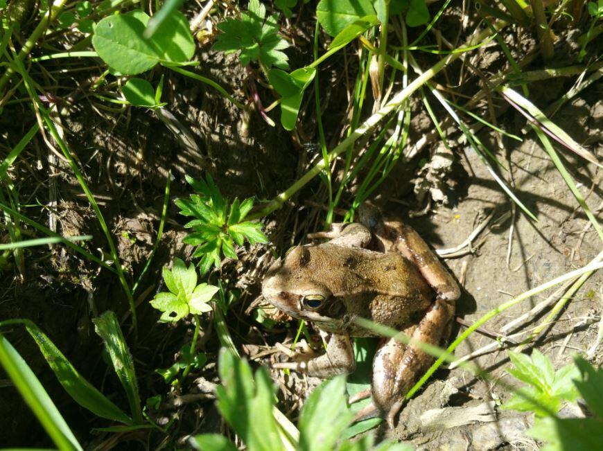 Grenouille rousse-MDV CEN