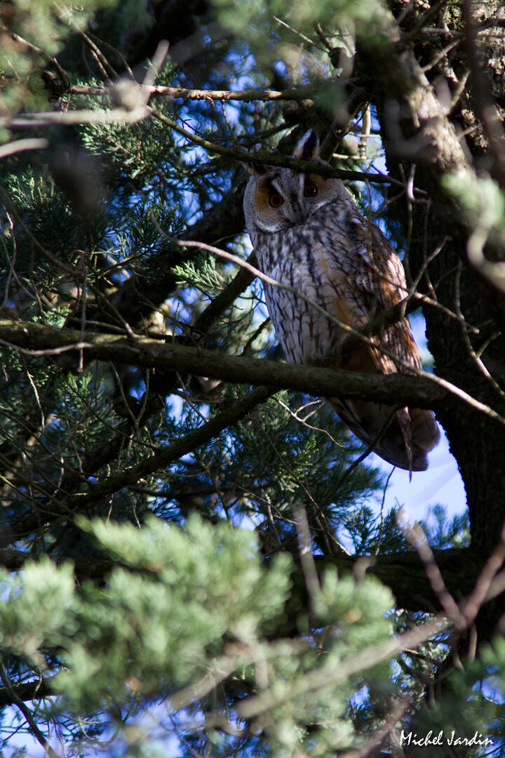 Hibou moyen-duc © Michel Jardin