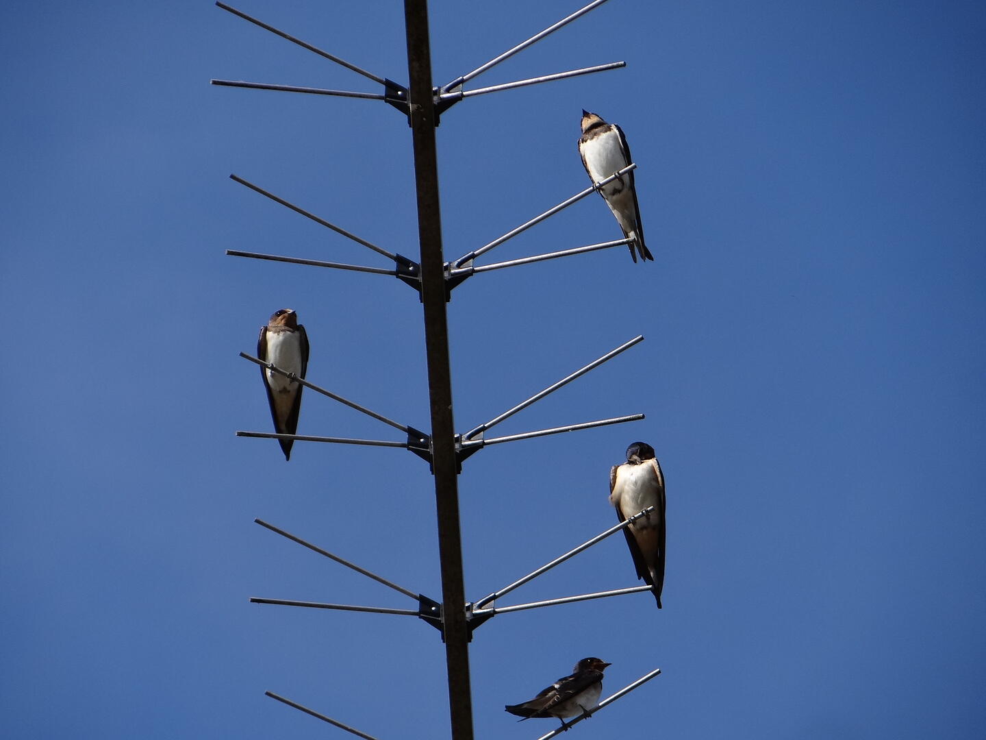 Hirondelle rustique (c) Lucienne Codogno (3)