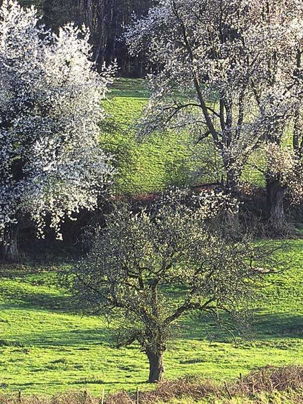 Le bois de Grandmont