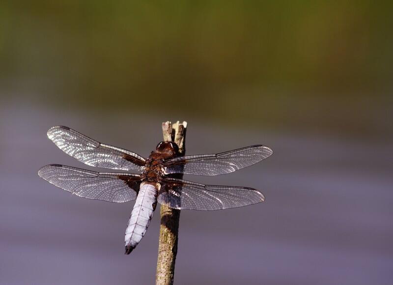Libellula-depressa-Mdouady