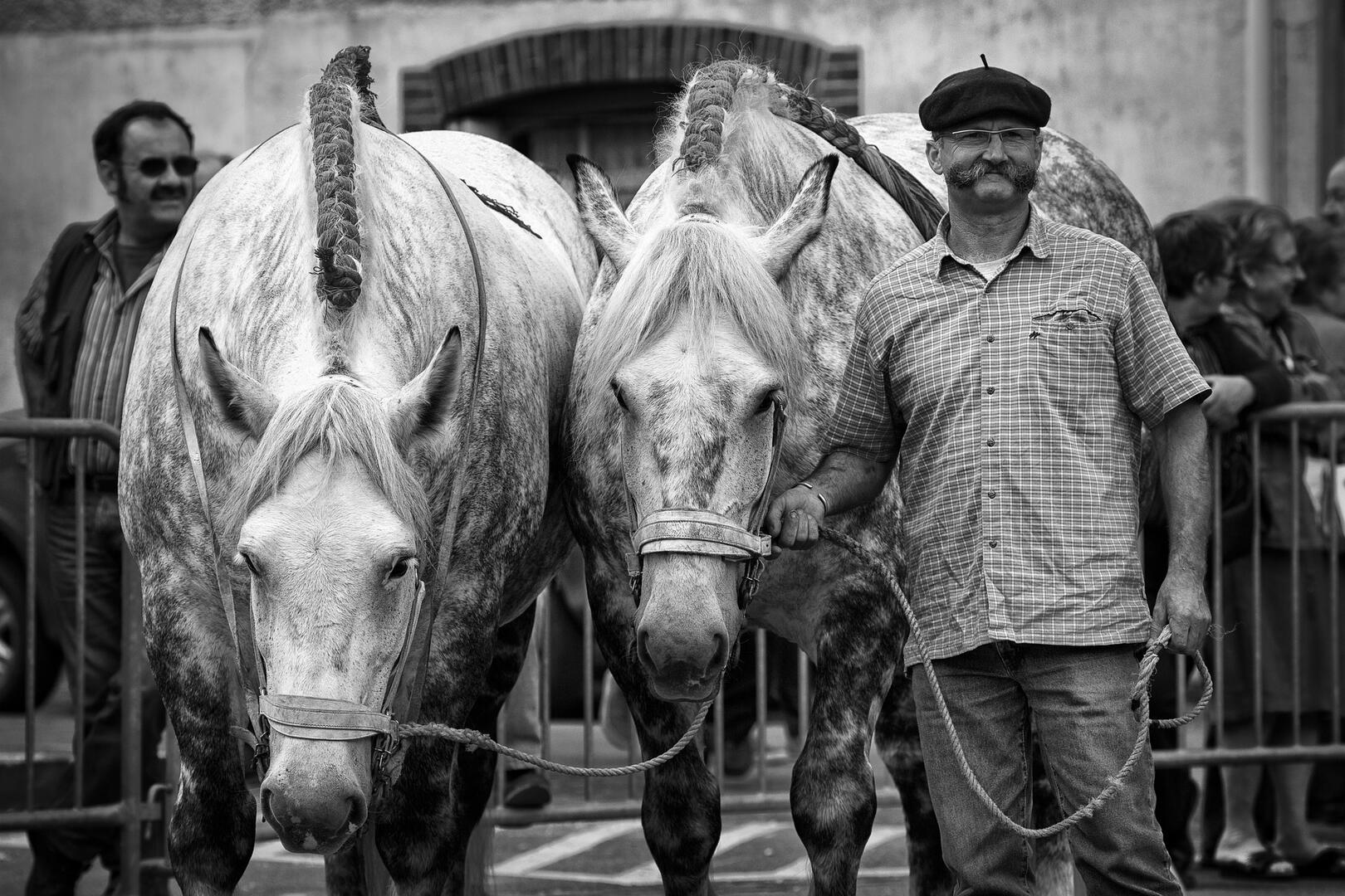 Fête du cheval Percheron