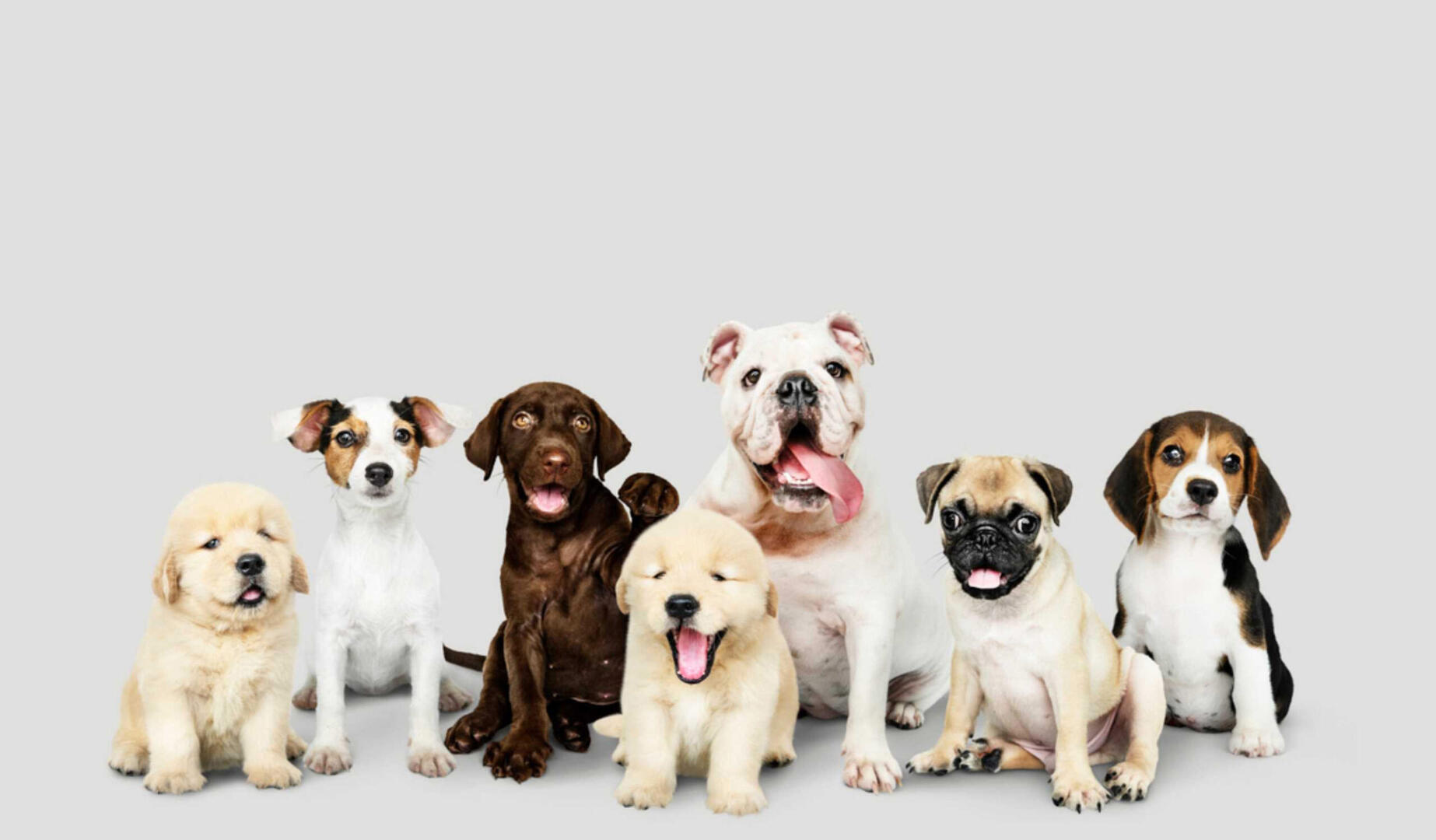 Salon du chiot Chartrexpo