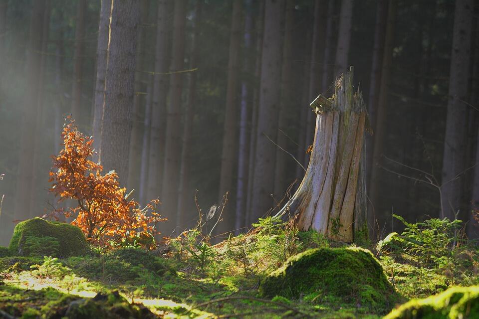 magic-forest-1984254_960_720