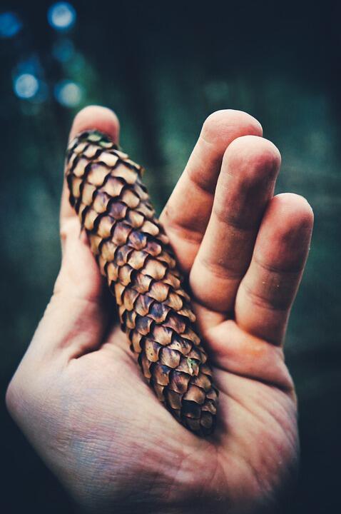 nature-4937787_960_720