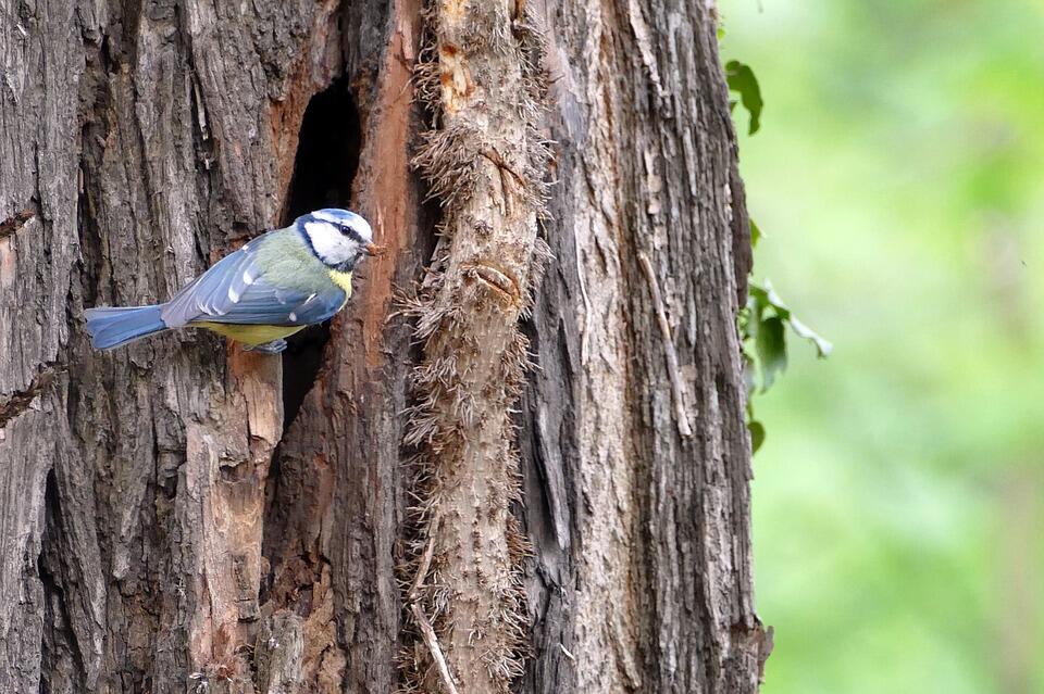 oiseaux expo