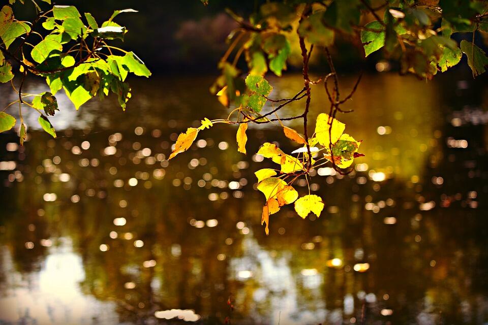 autumn-leaf-3764316_960_720