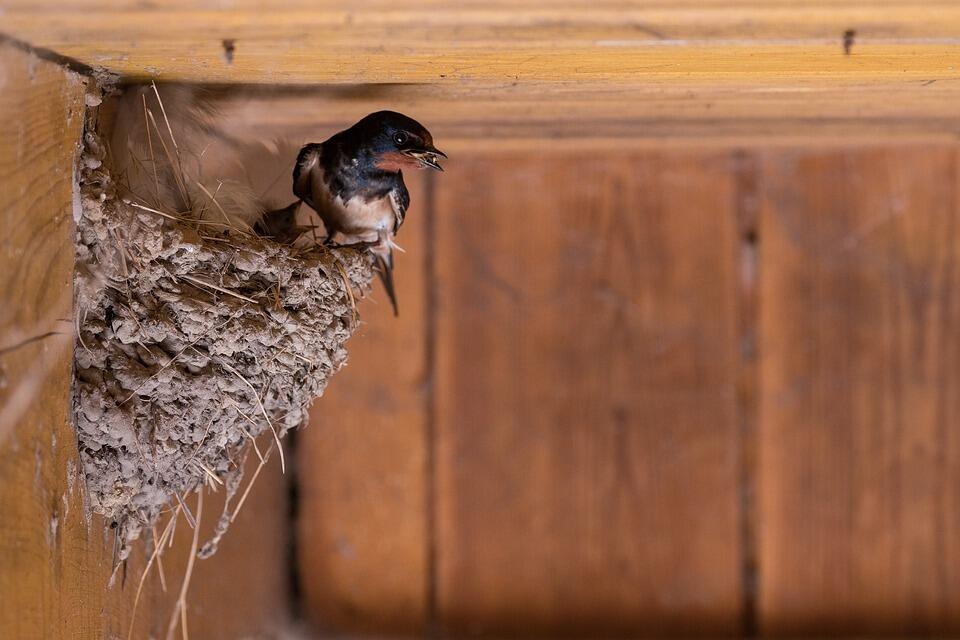 barn-swallow-4210842_960_720