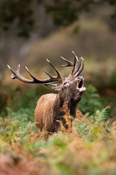 cerf