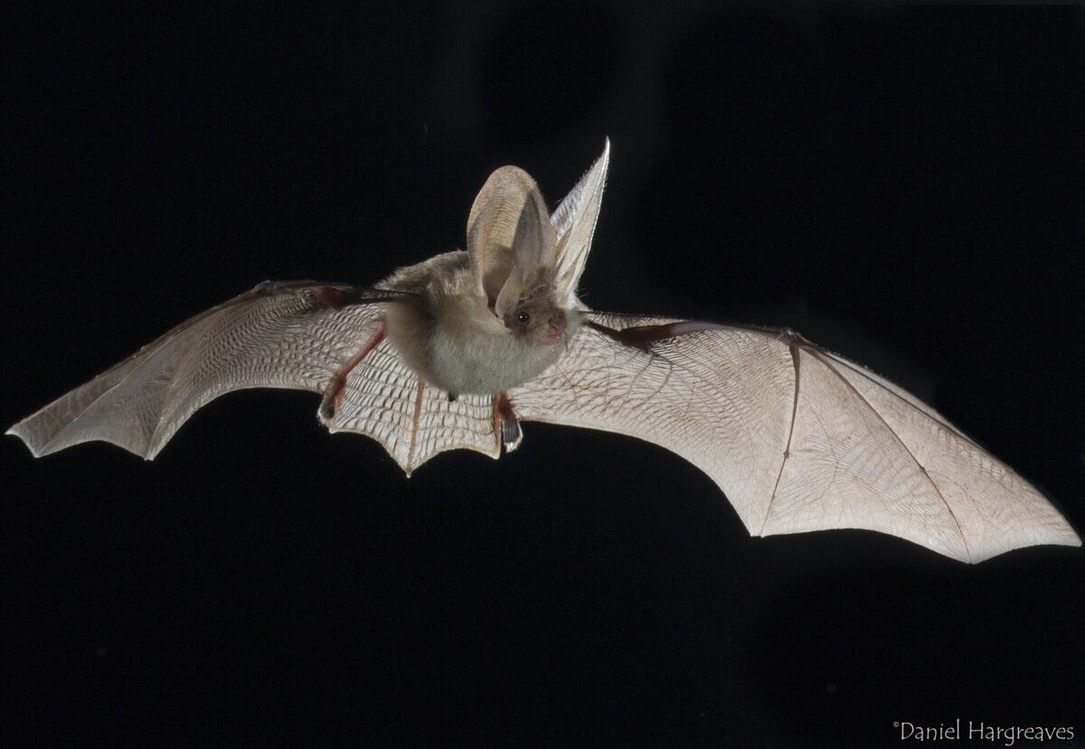coirée chauve souris