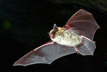 Eastern Small-footed Myotis