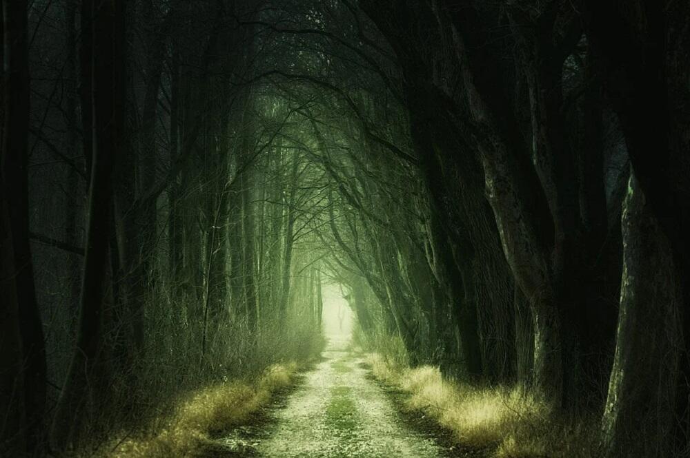 foret mystere