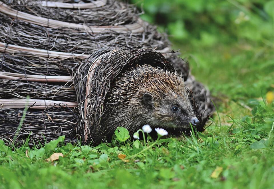 hedgehog-5385804_960_720