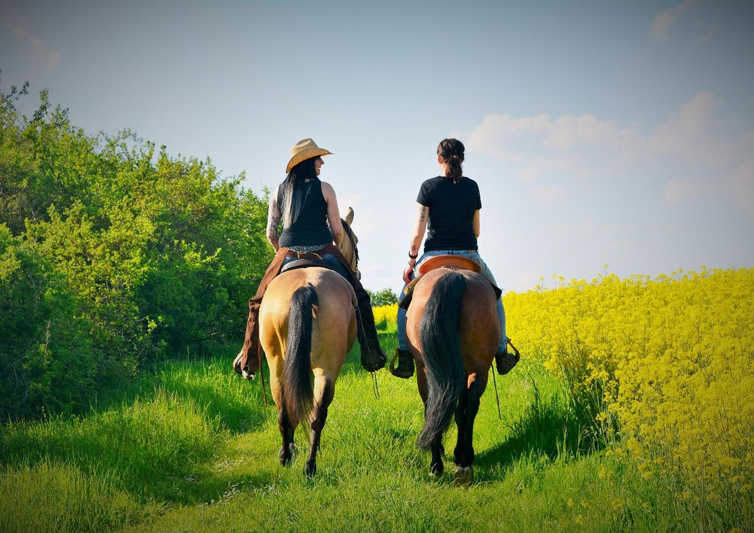 horses-6127025_1920
