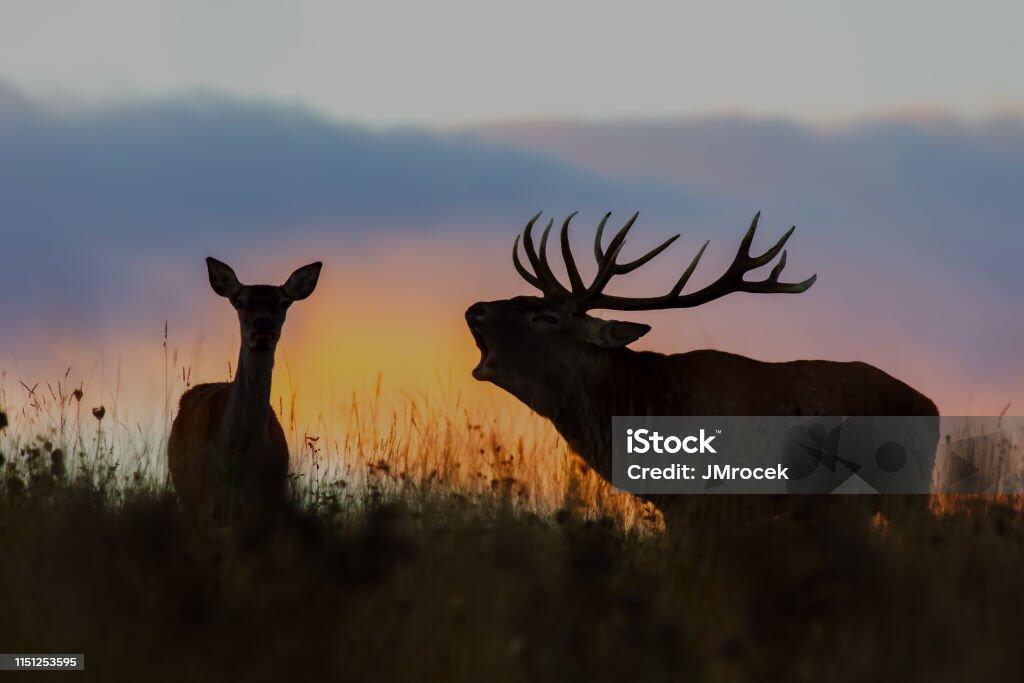 istockphoto-1151253595-1024x1024