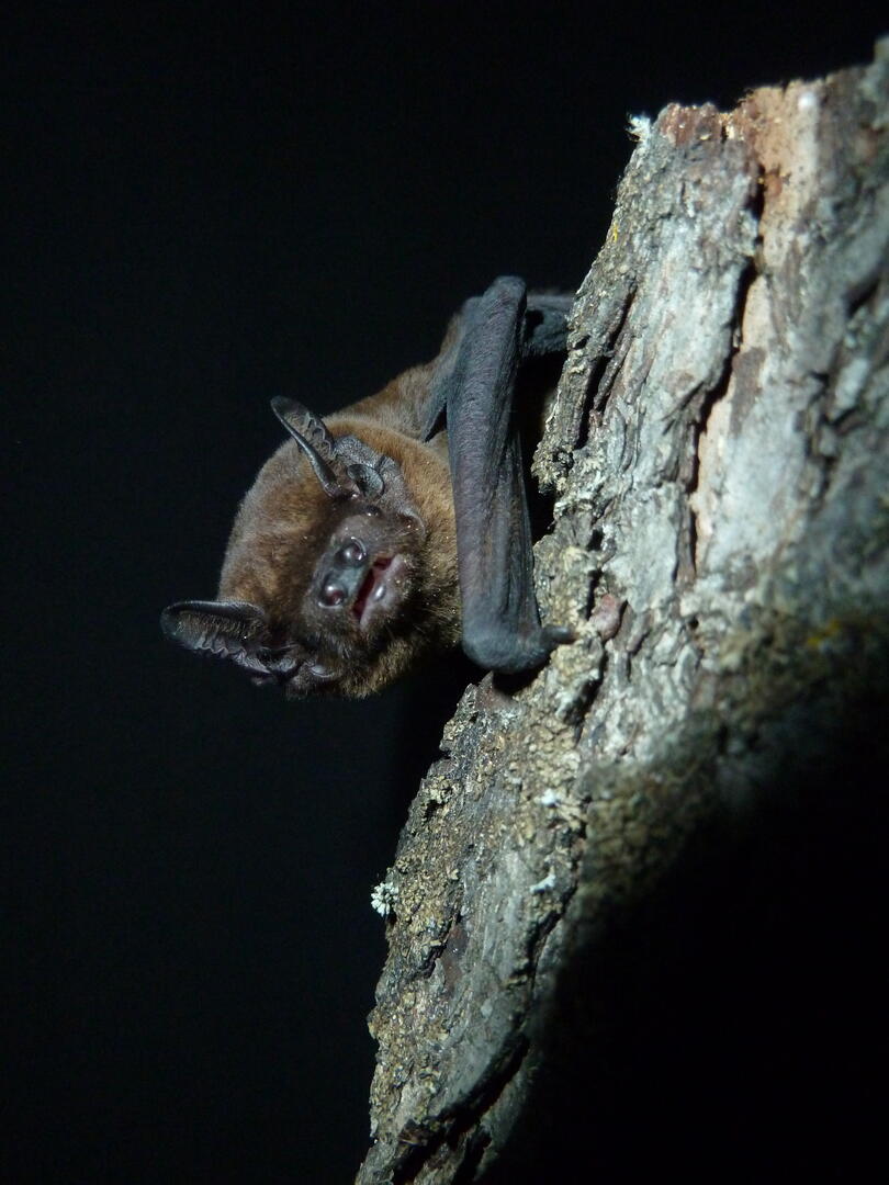 photo chauve souris