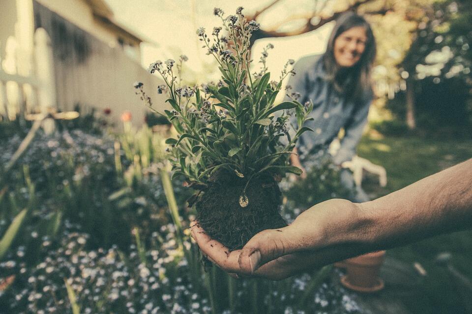planting-865294-960-720