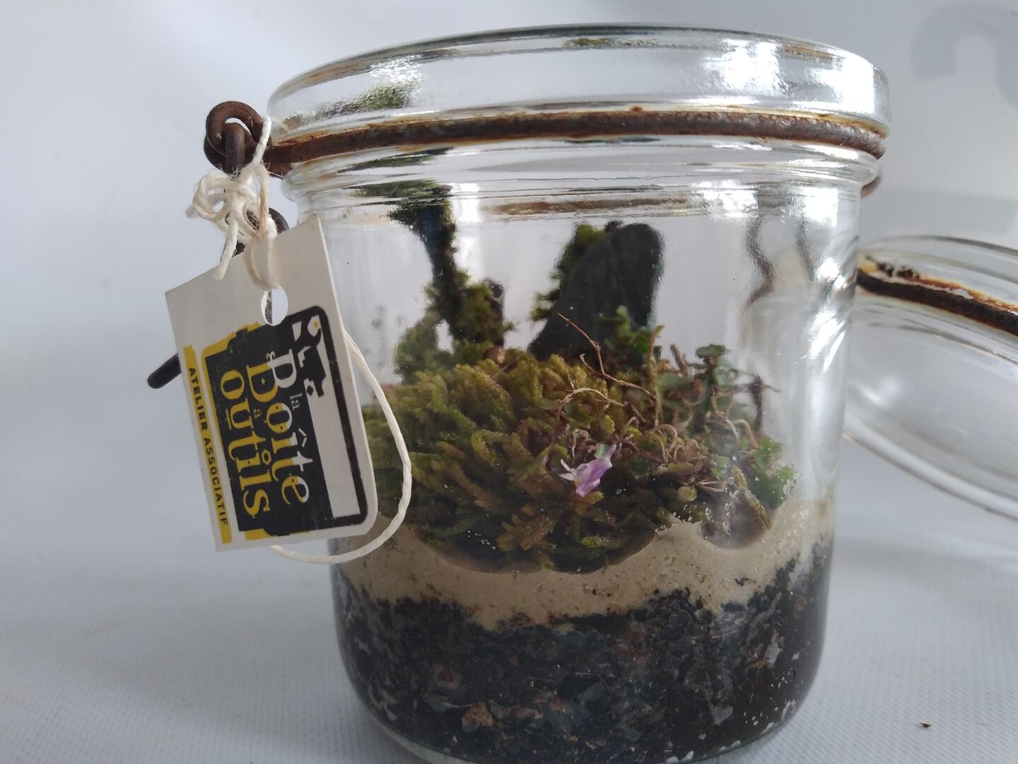 terrarium