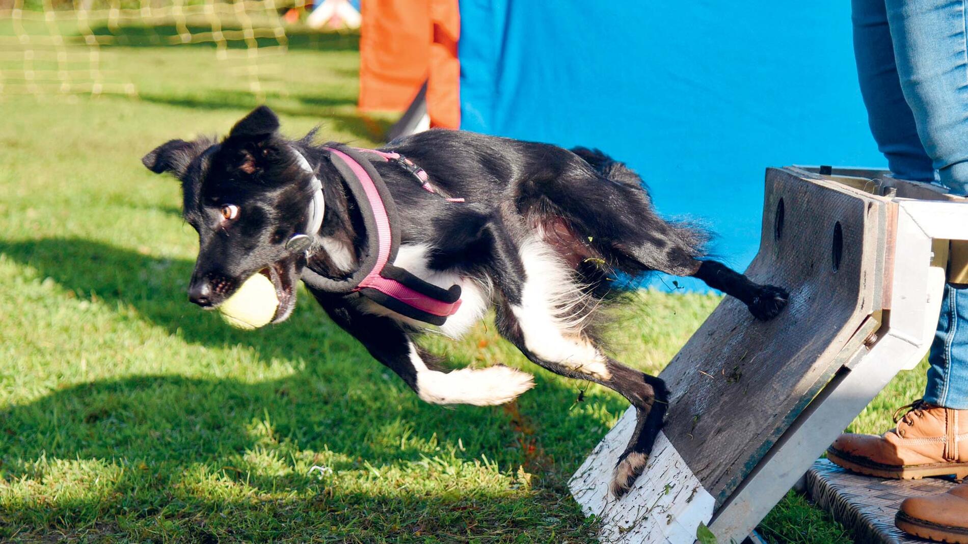 chien de berger border collie en flyball