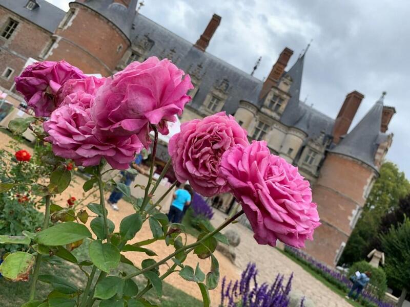 visuel_we_roses_royales_