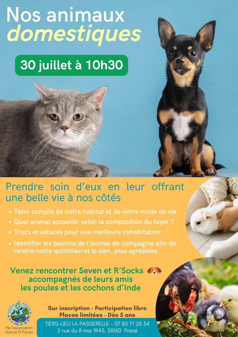 Orange et Jaune Professionnel Dégradé Animaux de compagnie Fitness Application Événement Affiche - 1