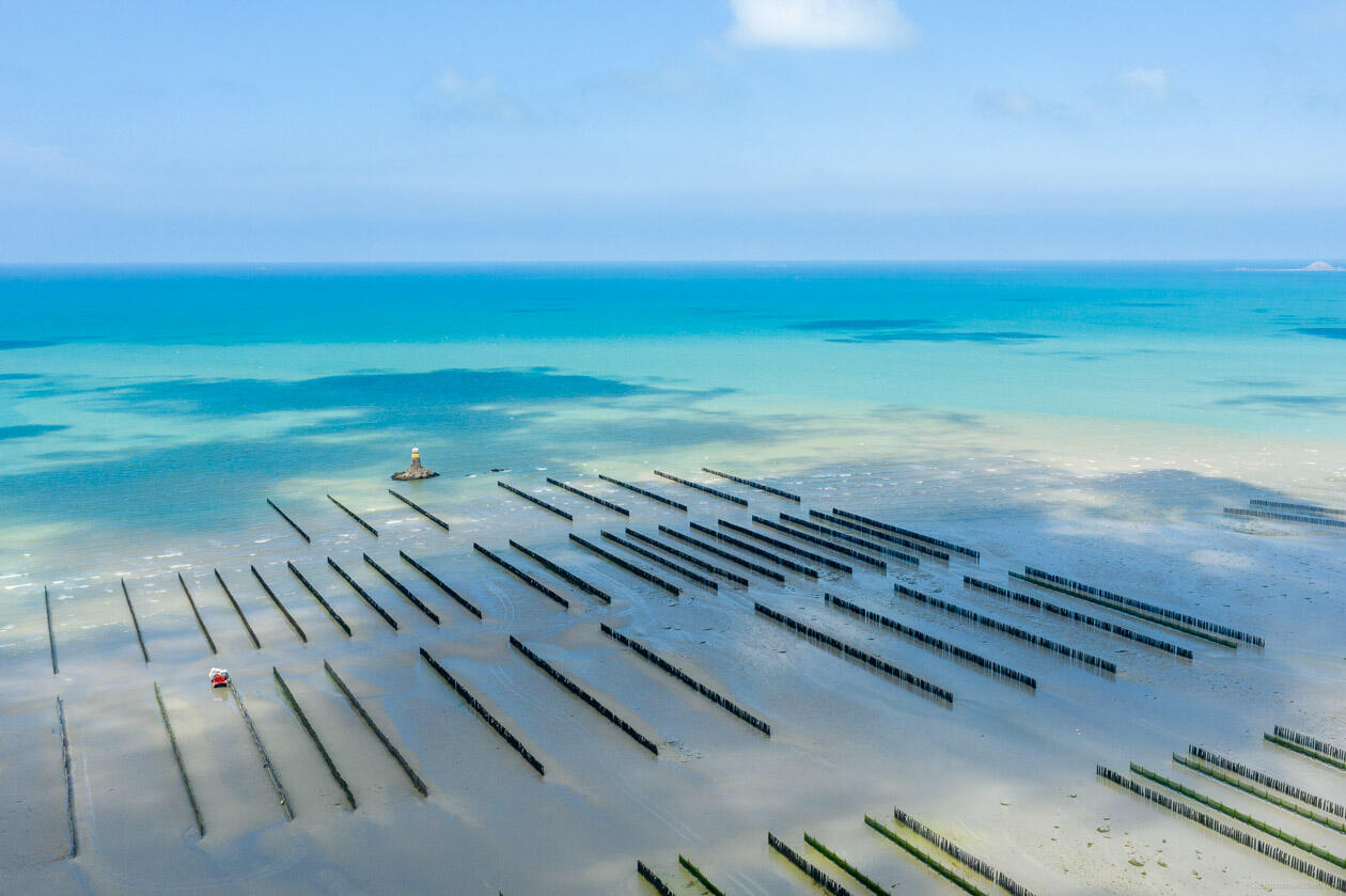 Mytilus_Moules-de-Bouchot-Mytiliculteur_Baie-de-Saint-Brieuc_baie-87