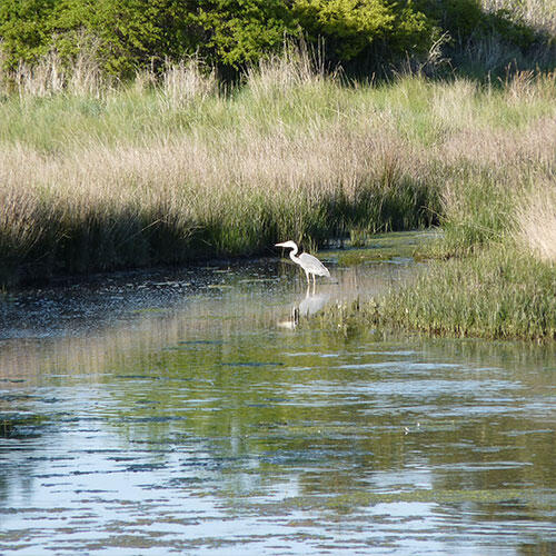 Marais du Ster-Penmarch-Pays Bigouden-Bigoudenjoy