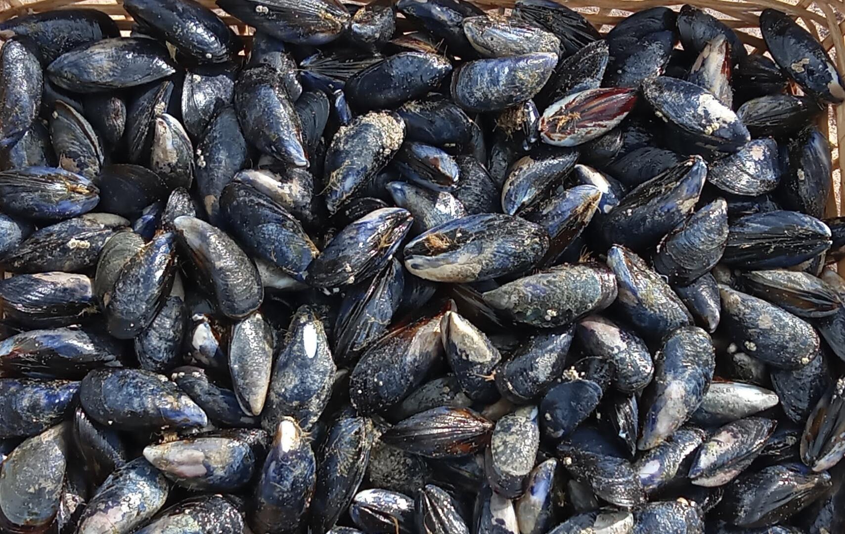 Moules