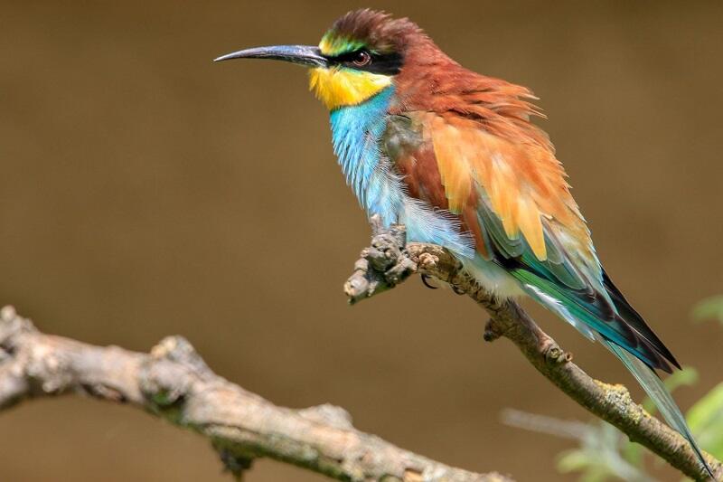 Balade nature ornitho - Treguennec - Pays Bigouden