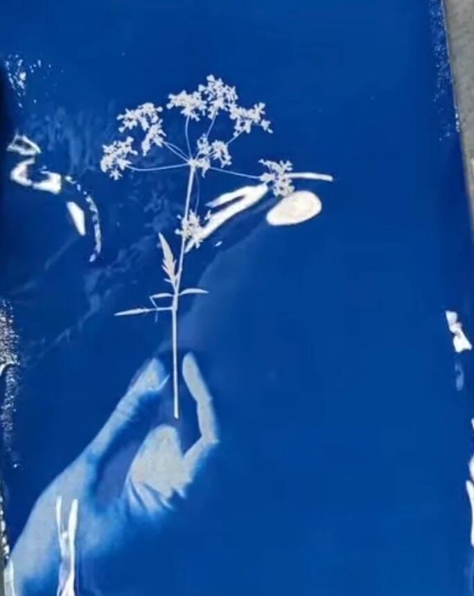 Cyanotype_mains